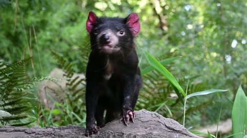 Tasmanian devil (Sarcophilus harrisii), largest carnivorous marsupial native to Australia