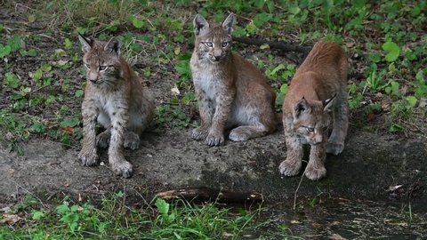 Three young Eurasian lynxes (Lynx lynx) juveniles playing with branch floating in pond in forest while mother passing by 