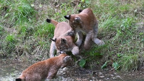 Three young Eurasian lynxes (Lynx lynx) juveniles playing or play fighting in water of pond in forest