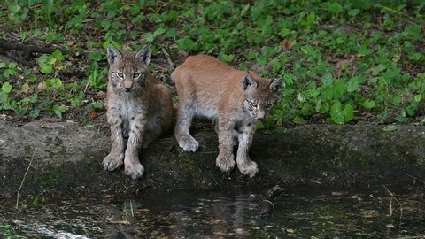Two young Eurasian lynxes (Lynx lynx) juveniles playing with branch floating in pond in forest