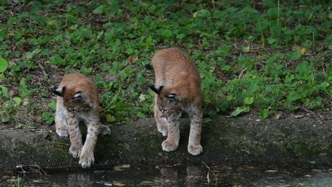 Three young Eurasian lynxes (Lynx lynx) juveniles playing with branch floating in pond in forest while mother passes by to drink water