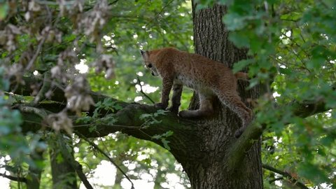 Three young Eurasian lynxes (Lynx lynx) juveniles climbing in tree in forest