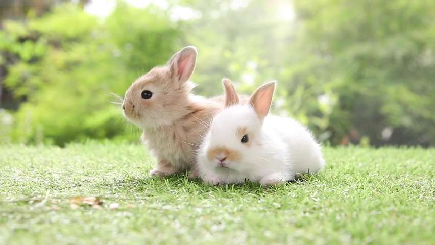 Group of healthy Lovely bunny easter fluffy brown rabbits, Adorable baby rabbit on green garden nature background. The Easter brown hares. Close - up of a rabbit. Royalty-Free Stock Footage #1079908952