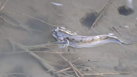 Close up shot of mudskipper at Gaomei wetland preservation area which possesses diverse habitats for organisms, including grass marshes, sands, mud flats and low tidal zones, Taichung, Taiwan.