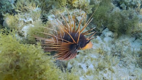 Radial Firefish or Red sea lionfish (Pterois radiata, Pterois cincta) swims above seabed covered with algae. Close-up, Slow motion