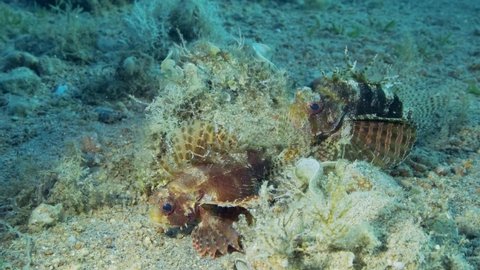 Pair of Scorpionfish hiding among stone. Tasseled Scorpionfish, Small-scaled Scorpionfish (Scorpaenopsis oxycephala). Slow motion