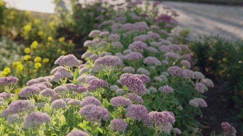The sun's rays fall on sedum flowers bloom in the flowerbed of the botanical garden. Slow-motion shot from a gimbal, 4k footage.