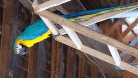 Blue and yellow macaw close up, vertical video.