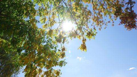 4k video footage of many leafy trees with green and yellow seasonal autumn leaves isolated on bright sunny clear blue sky with magic morning sunshine through branches