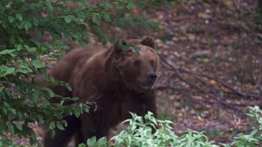 Brown bear in the forest. Kamchatka bear (Ursus arctos beringianus) Royalty-Free Stock Footage #1079922083