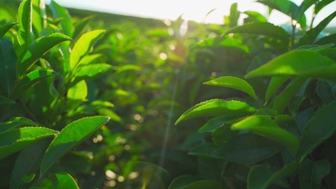 green tea leaves on the tea bush close up. Fresh tea leaves on tea plantations. organic farming