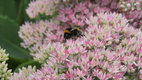 Bumblebee sits on an autumn garden inflorescence of white-pink color and collects pollen and nectar from the flower. Crassulaceae autumn.