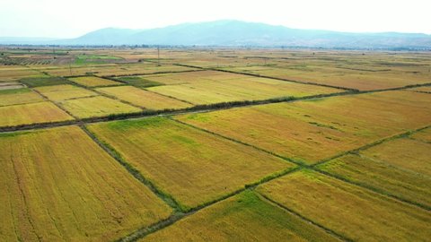 Aerial of many rice fields in different shade of green. Bright blue mountain stretching in the background. Cloudy day in late September.
