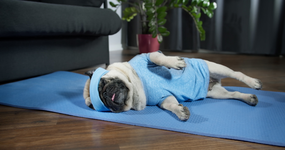 Funny lazy pug dog in sportswear doing workout burning fat calories training strength, doing fitness, aerobics sport fit at home. Side leg raise exercise lying on floor. Dog pet funny sport concept | Shutterstock HD Video #1079929832