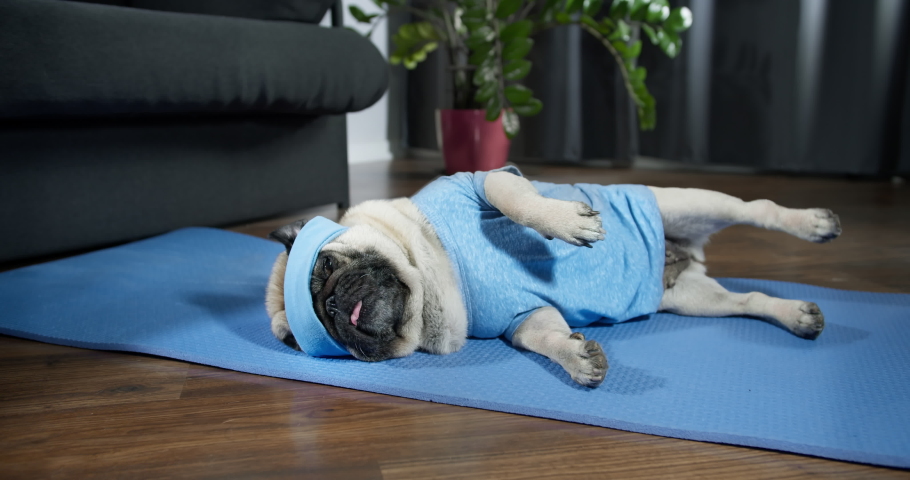 Funny lazy pug dog in sportswear doing workout burning fat calories training strength, doing fitness, aerobics sport fit at home. Side leg raise exercise lying on floor. Dog pet funny sport concept