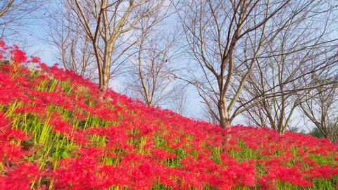 Red Spider Lily or Cluster Amaryllis Flowers Blooming Fully in The Garden, Mitoyo City in Kagawa Prefecture in Japan, Autumn or Fall Background, Higanbana