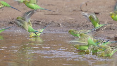 a close up slow motion side view of a budgie flock drinking at redbank waterhole near alice springs in the northern territory, australia
