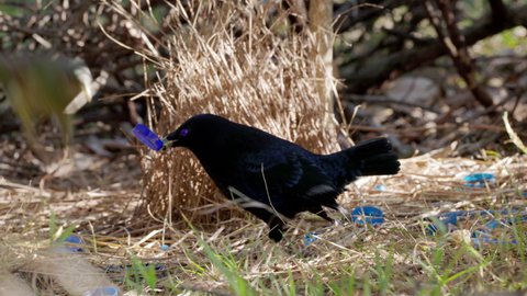 a female satin bowerbird enters a male's bower in a forest on the central coast of nsw, australia