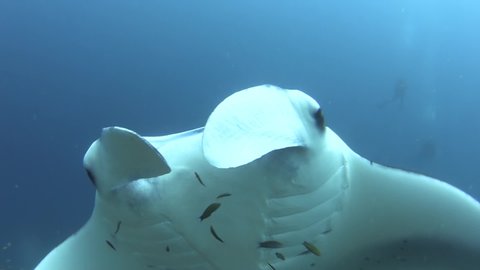 low angle view of reef manta ray gliding through blue water, camera zooms out from horns to whole body