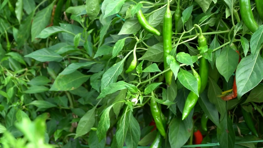 Korean Long Green Chili Pepper With Lush Foliage in a Farm. Slider shot, Close-up