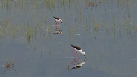 A pair of Black-winged stilts, Himantopos himantopos, wading, feeding and foraging in a small lily pond at the Lake Kerkini wetland in Northern Greece.
