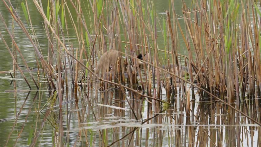 A male Great Crested Grebe displaying courtship behaviour before mating on their nest at the edge of a reedbed in a small lily pond in the Lake Kerkini wetland in Northern Greece. Part of sequence.
