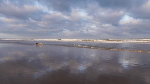 A brown and a black Sloughi dog (Arabian greyhound, North African greyhound) run at the beach in Essaouira, Morocco. Beautiful nature background with clouds and reflections.