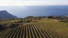 Wine in the Mediterranean Region. Vineyards, grapes field, vine on plantation. Harvest season. Aerial drone view video