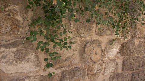 Midyat, Mardin, Turkey - 10th of June 2021: 4K Medieval wall and caper bush on it
