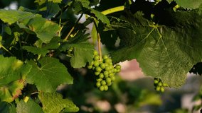 Green wine grapes and leaves dancing in the wind. Close-up video of a vineyard from Bavaria, Germany with beautiful afternoon sunshine. Early autumn vibes on a sunny day, 4k.