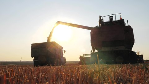 Wheat harvest concept. Combine loading wheat grain in truck at sunset time. Combine harvesting golden ripe wheat field pours grain of crop tractor on agricultural field at sunset. Slow motion.