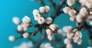 Spring flowers are blooming. Plum Flower blooming against blue background in a time lapse movie. Time lapse video of the blossoming of white petals of a cherry flower against a blue sky.