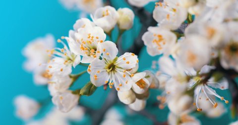 Spring flowers are blooming. Plum Flower blooming against blue background in a time lapse movie. Time lapse video of the blossoming of white petals of a cherry flower against a blue sky.