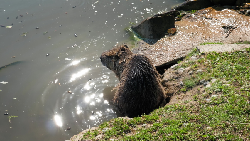Close-up of adult nutria grooming, cleaning and scratching its fur on a small lily pond
