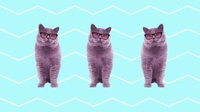 Minimal Motion Art Background. Dancing Funny Face Cat.