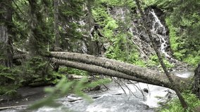 Hiker man tourist walks on a fallen tree bridge in a National park. A tourist in a green jacket crosses a bridge over a fast river in nature - Powered by Shutterstock - Get 15% off with code: PIKWIZARD15