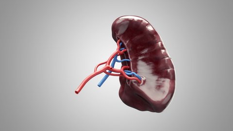 Turntable 3d animation of anatomically accurate human internal organ spleen with blood vessels artery and veins isolated