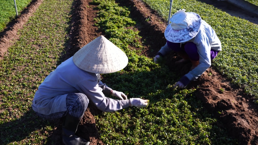 Vietnamese old women works in garden in a vegetarian village near Hoi An city, Vietnam