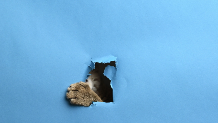 Adult british straight cat tears a hole in a blue paper. Looks out of the hole, funny face | Shutterstock HD Video #1079955965