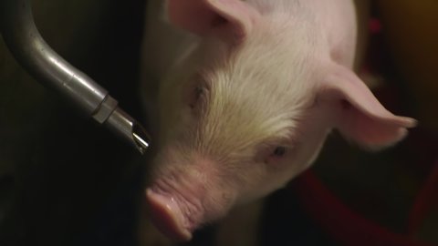 Close-up of a small piglet drinking water at the modern farming facility. Young Pig is drinking water from the modern automated watering system. Pig drinks droplets of water from the tube