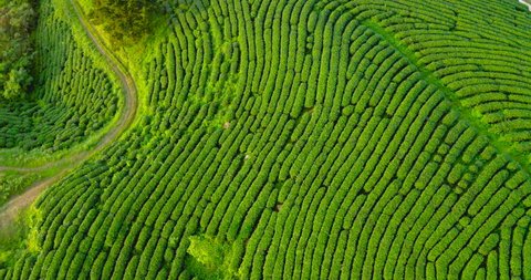 Green tea fields in Cao Bang, Vietnam. it is so beautiful and amazing to be seen from above.