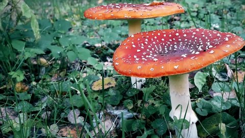 Amanita muscaria. Poisonous mushroom in nature. Fly agaric in forest.