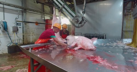 Dead pigs in slaughterhouse. Conveyor line. Butchers cuts nails from dead pigs body. Work at Modern Meat production factory. Domestic animals. Farm pigs. Pork Meat. Food production industry.