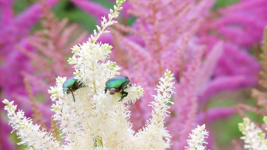 Close up of couple large emerald beetles crawl on a white fluffy decorative plant on purple flowering background

