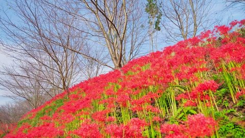 Red Spider Lily or Cluster Amaryllis Flowers Blooming Fully in The Garden, Mitoyo City in Kagawa Prefecture in Japan, Autumn or Fall Background, Higanbana