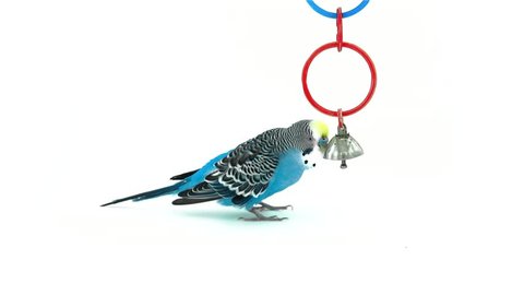 Parrot plays with bell on white background