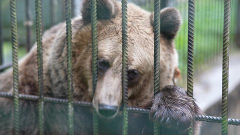 Bear in a cage, animal in the zoo. Keeping bears in the aviary. Wild beast in captivity.