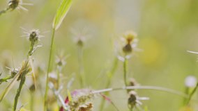 Fluffy delicate spikelet of grass against blurred green background, summer atmosphere