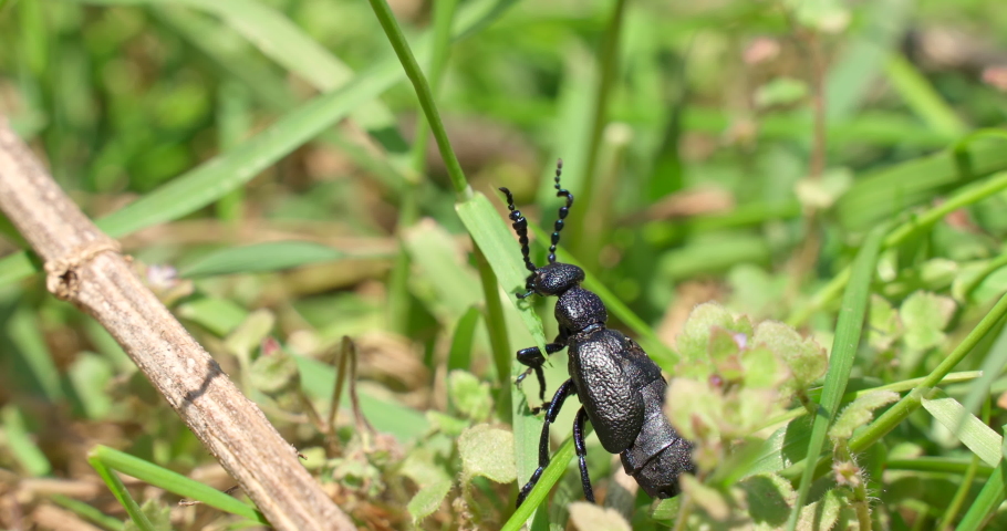 Grass bug