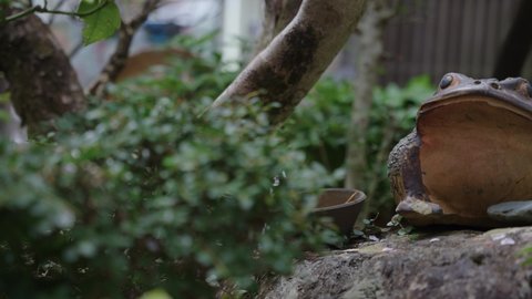 Japanese Gardens, Frog statue on stone, relaxing Uji Scene